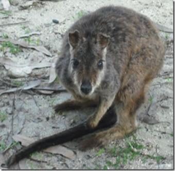 Rock Wallaby