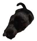 Timmy a little black cat who likes mice and poetry